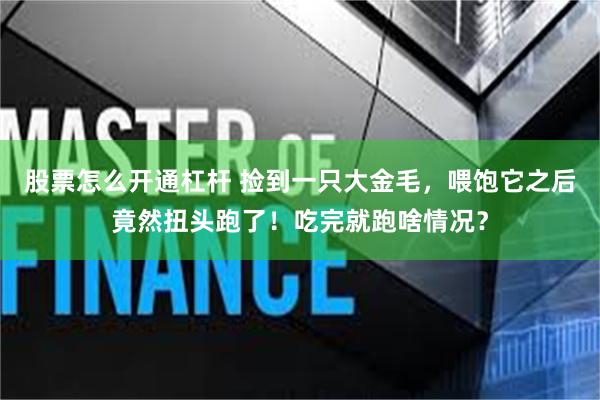 股票怎么开通杠杆 捡到一只大金毛，喂饱它之后竟然扭头跑了！吃完就跑啥情况？